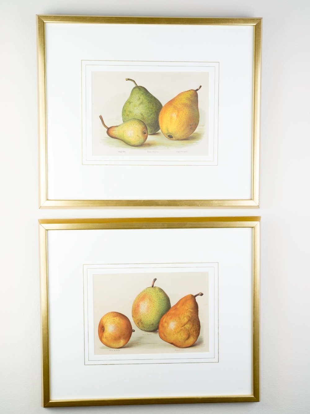 Pair Gold Fillet, Gilt Framed Vintage Pear Bookplates Circa 1890's